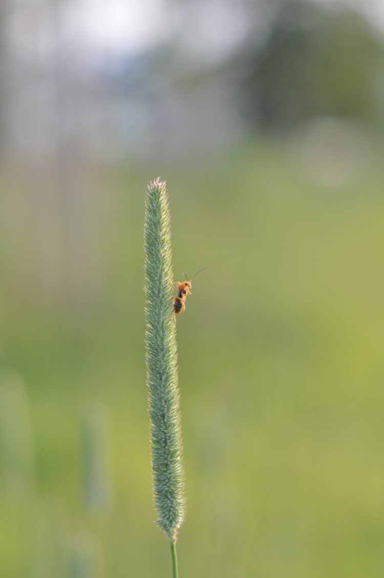 Bokehschleuder